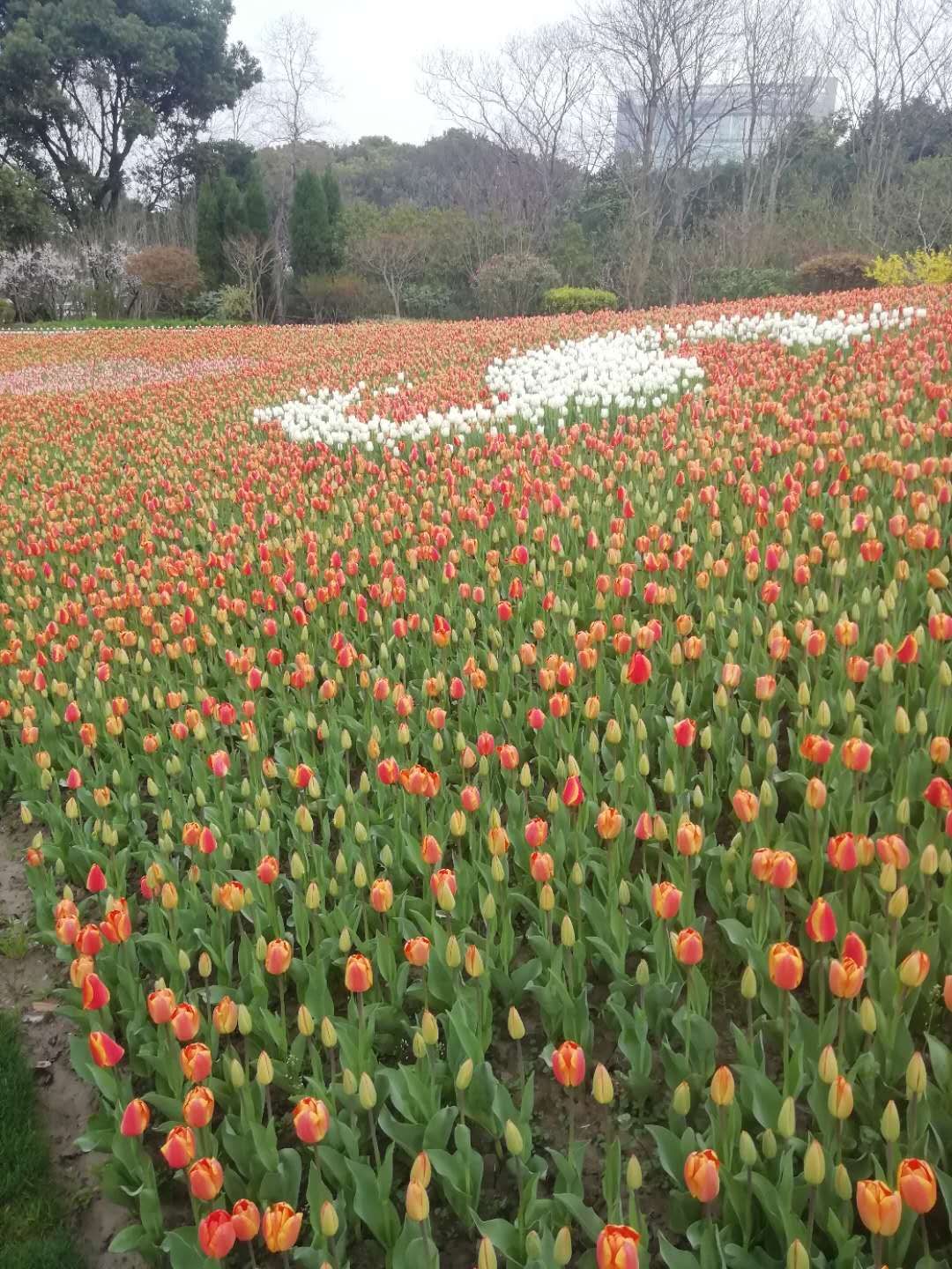 春天来了赏花路线推荐下 途牛问答