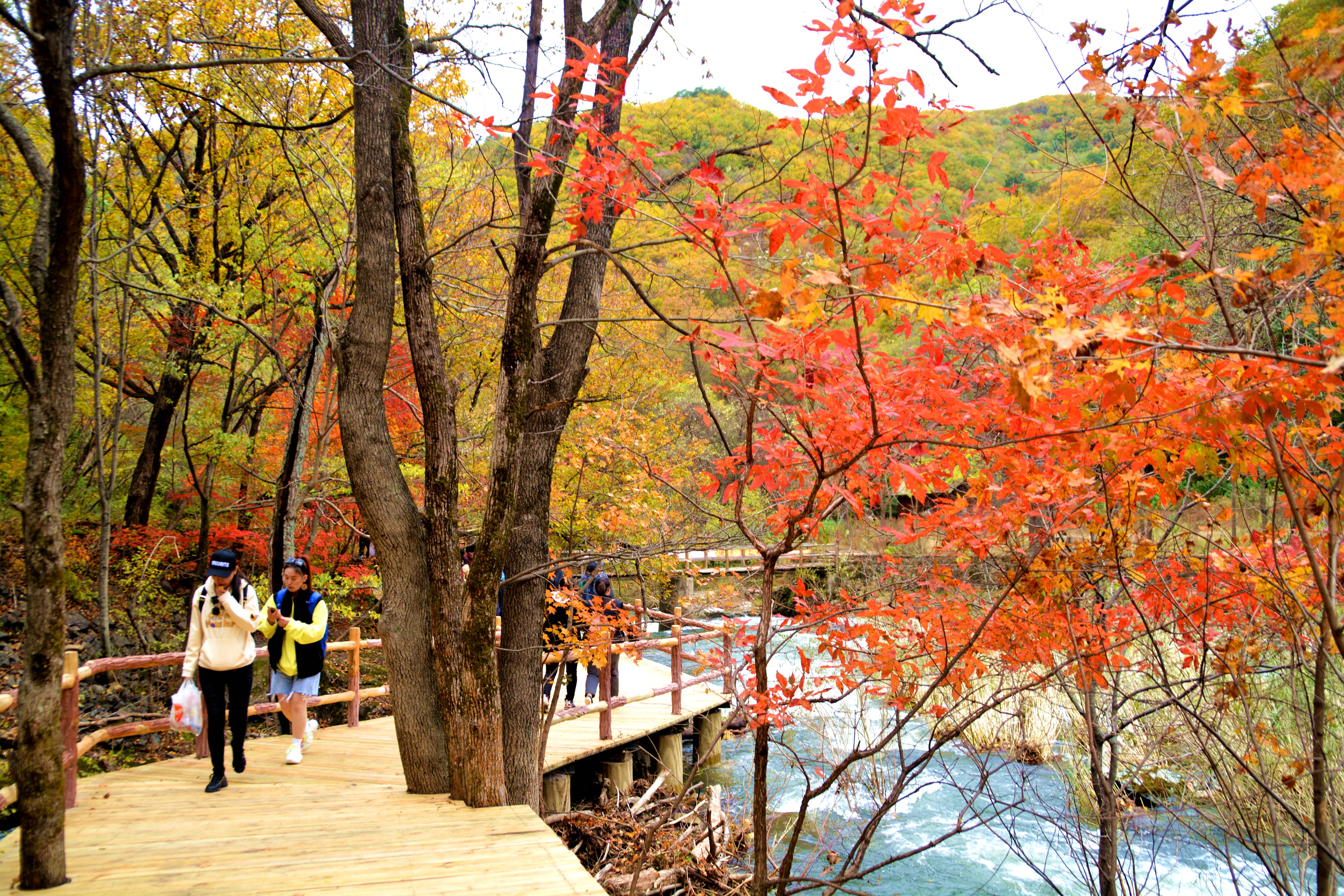 關門山森林公園佔地3517公頃,森林覆蓋率95%,園內植被保存完好,古樹名