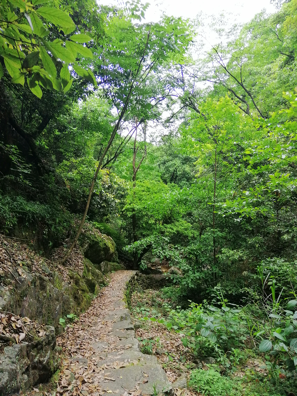 悠游开化古田山