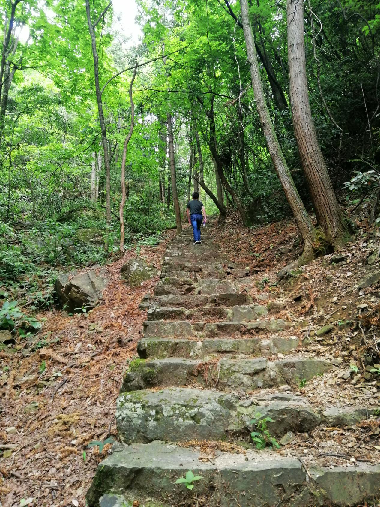 悠游开化古田山