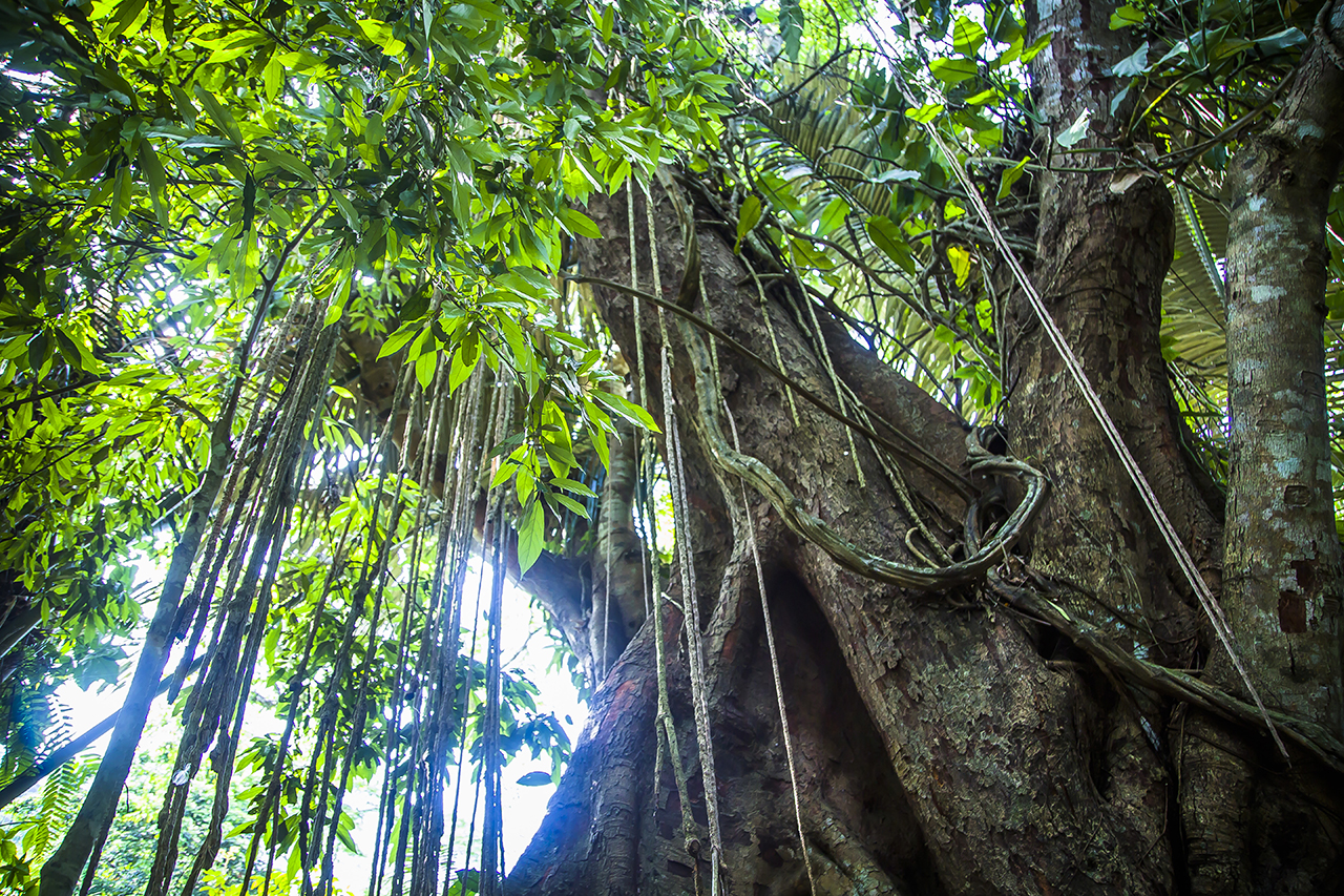 北纬18度热带雨林三亚六日自由行,打卡亲爱的深爱的影视拍摄地