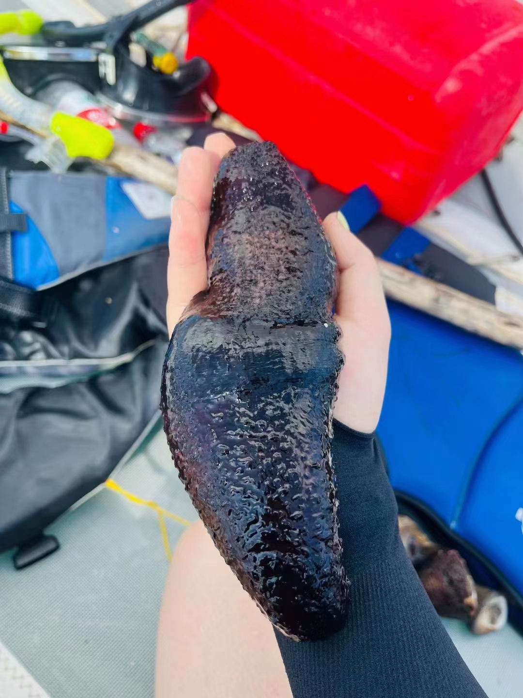 涠洲岛的海参分为"沙参"和"黑参"两种,沙参较便宜在沙滩上也能挖到,但