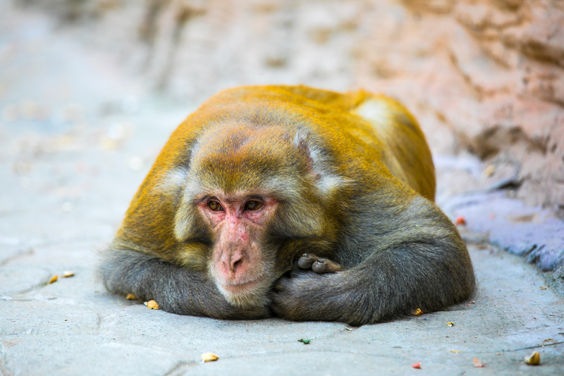 河南济源周末游,住在第一洞天「王屋山」里,看五龙口肥猴