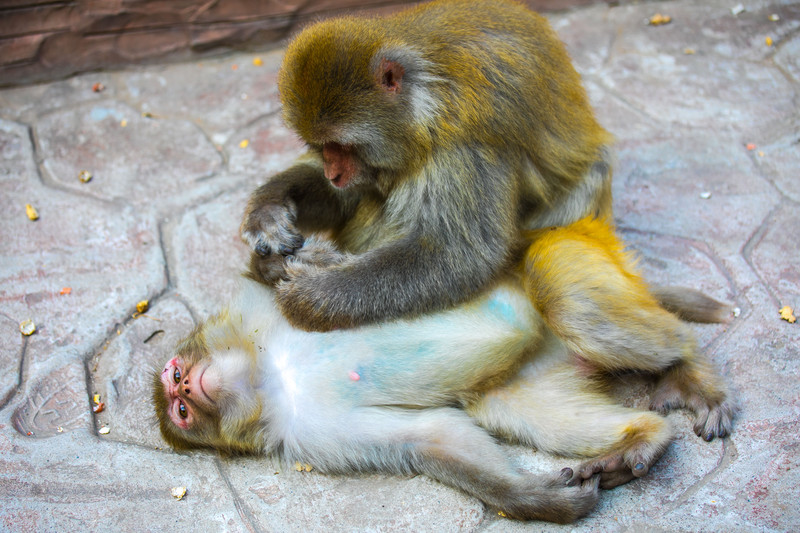 河南济源周末游,住在第一洞天「王屋山」里,看五龙口肥猴