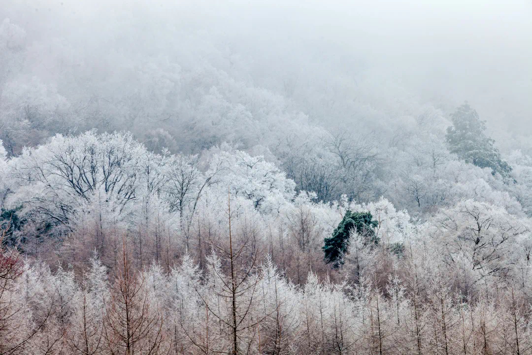 最后让我们一起来看米仓山的绝美雪景叭～值得注意的是,米仓山位于