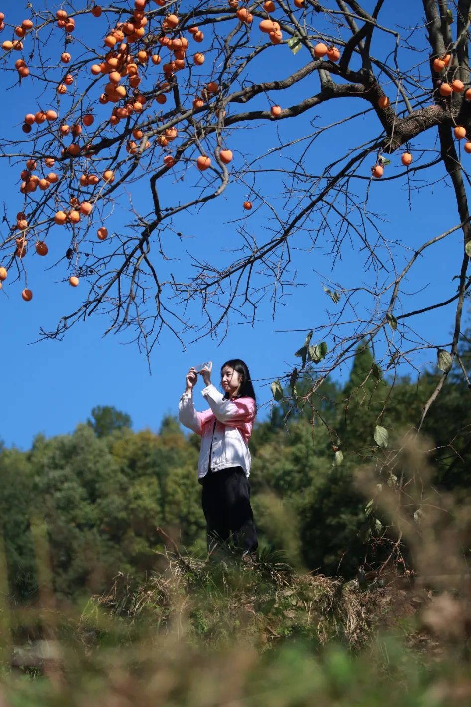 昭化牛头山柿子图片