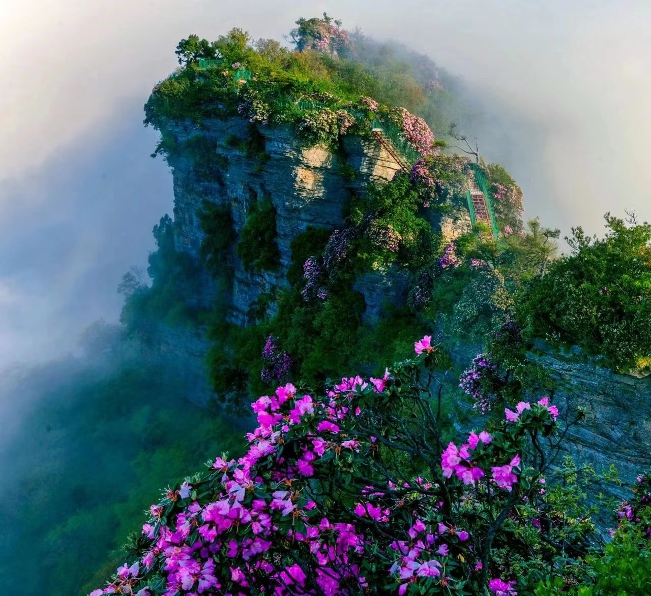 对了,5月的香炉山上还有满山的千年杜鹃花盛放,成片的高山杜鹃与云雾
