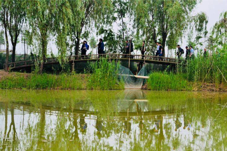 高邮湖芦苇荡湿地公园位于高邮界首镇的高邮湖畔,总面积