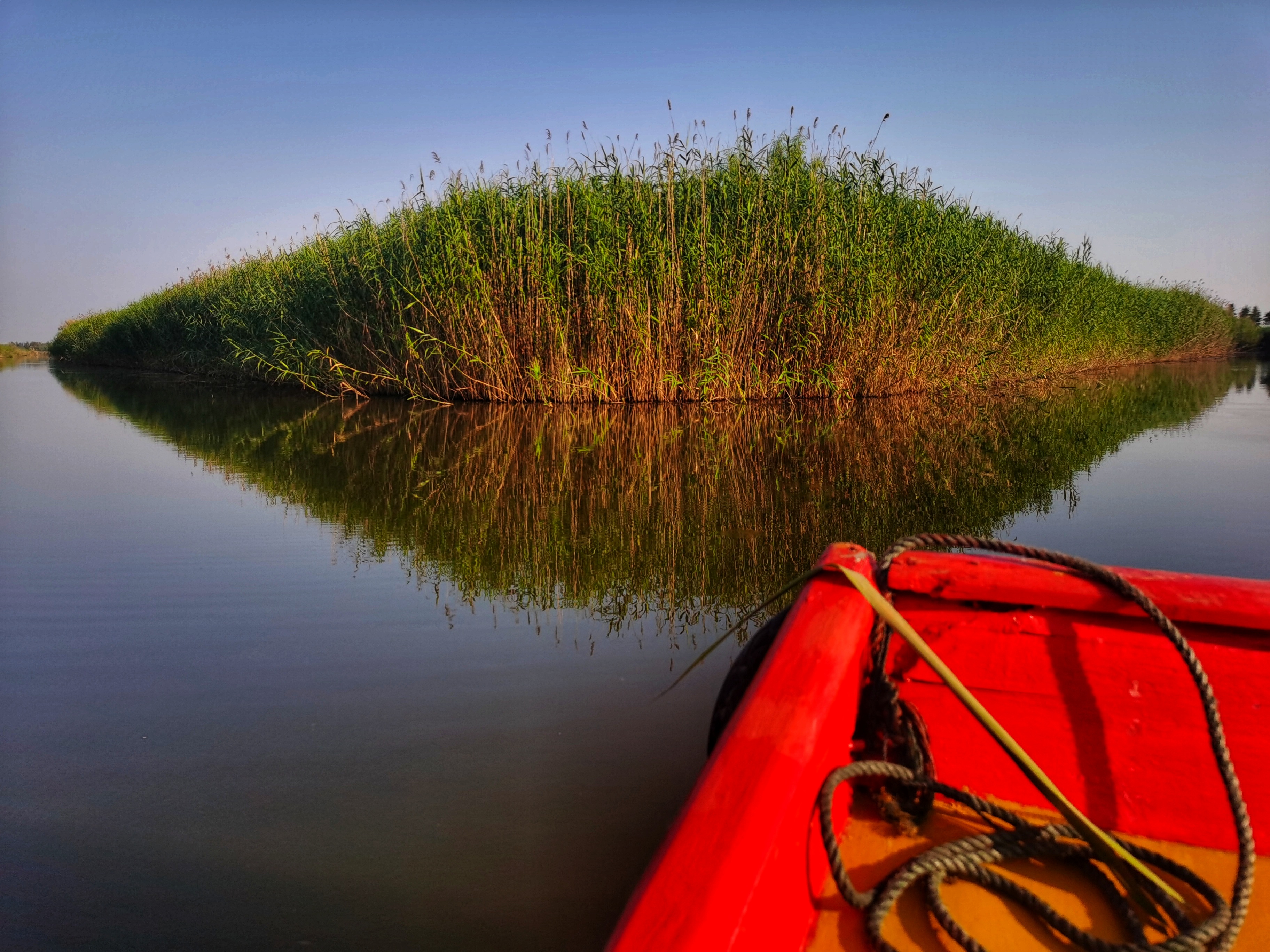 高邮湖芦苇荡湿地公园仲夏的芦苇已经长成密密芦荡,仿佛一座座绿墙砌