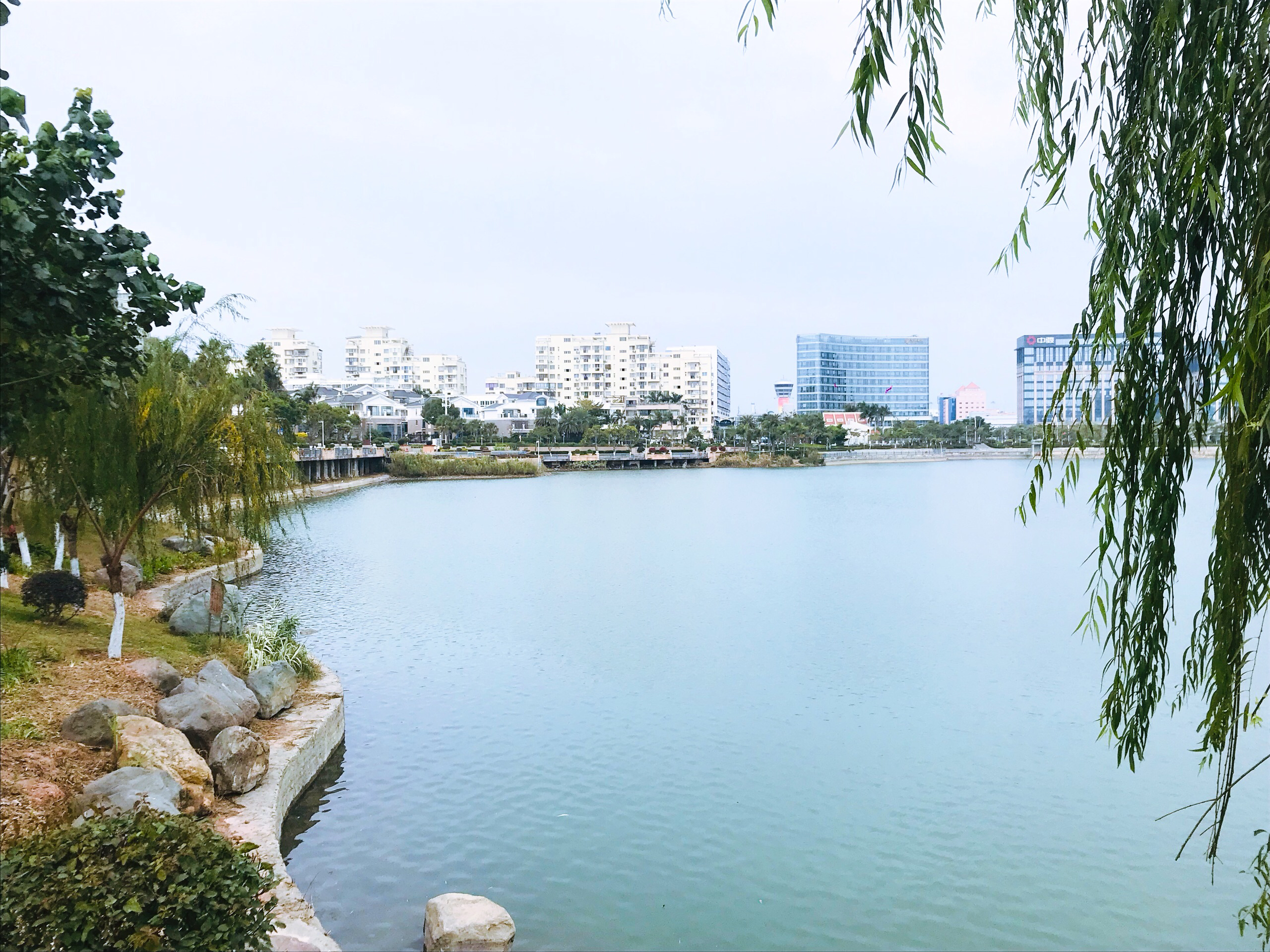 草飞莺长二月天坲堤杨柳醉春烟厦门埭辽公园