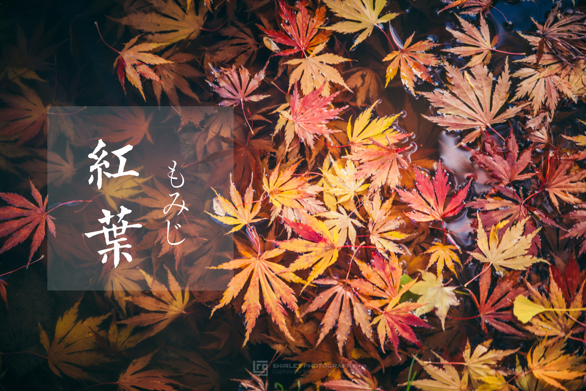 霜染枫林醉 红叶见倾时 一首无尽的秋日风物诗 日本 攻略游记 途牛