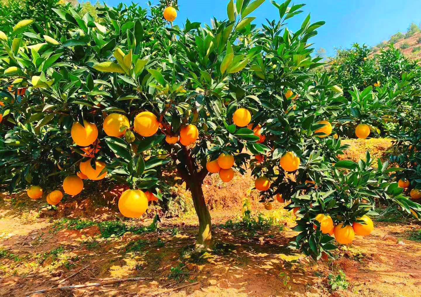 官方开采仪式前橙子已偷步上市这是你不知道的赣南脐橙冷知识