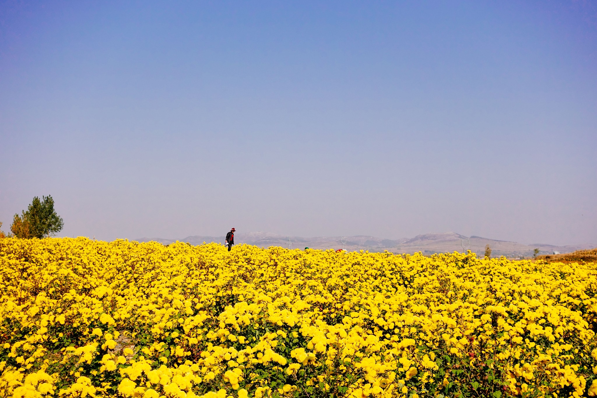 新泰良心谷万亩花海等你来