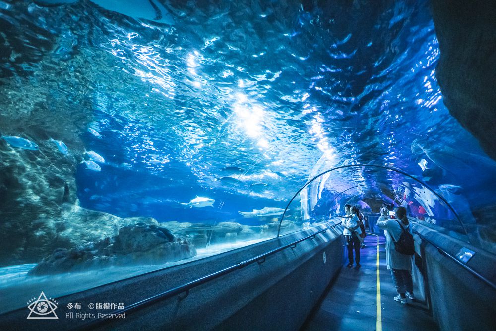 趣玩完美小假期,大连圣亚海洋世界