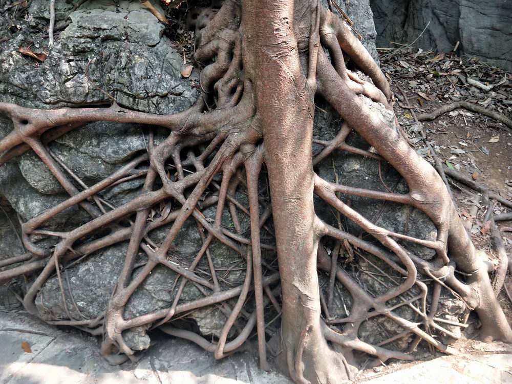 这棵盘根错节的树,挺有意思.