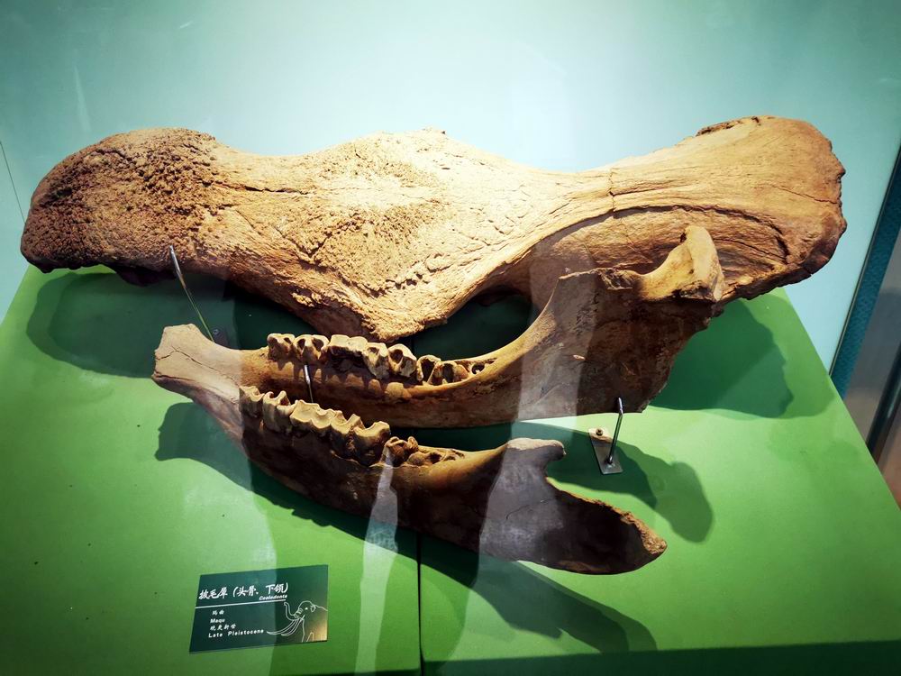 【首发】甘肃古生物化石展