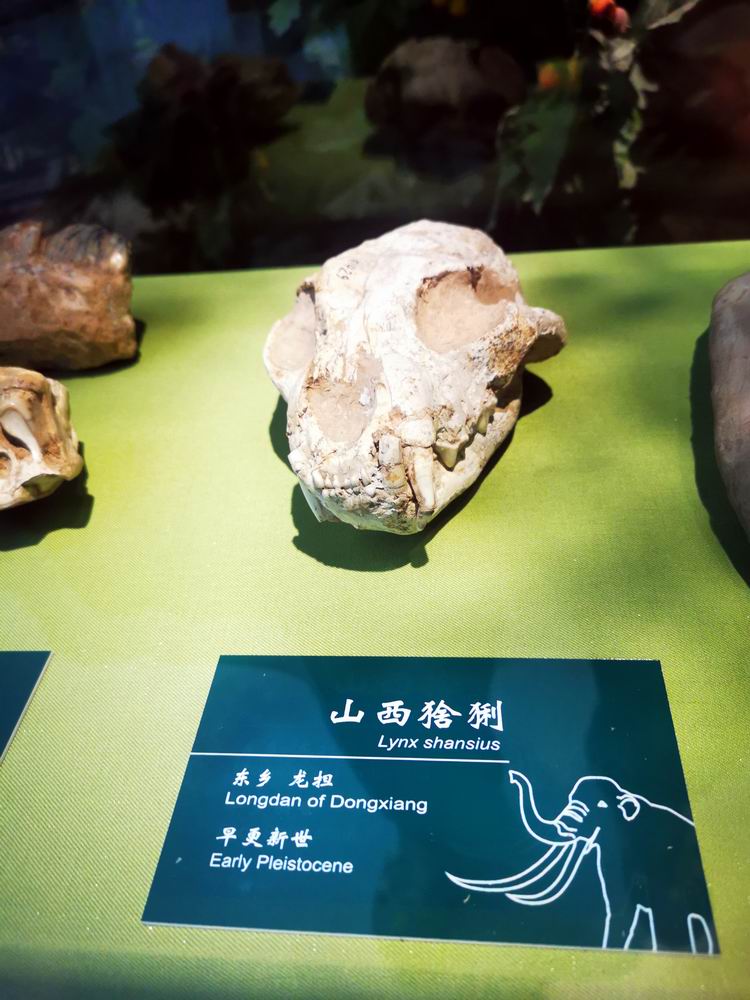      山西猞猁的化石