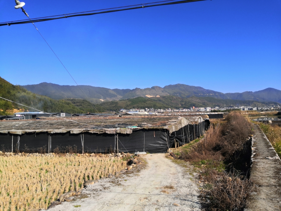 古田县杉洋镇大兴标准化菇棚建设拓展食用菌产业