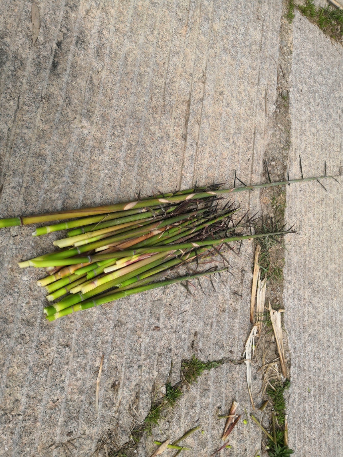 在山林中采摘野生小竹发笋