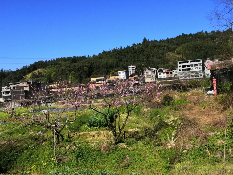 陶醉在古田县凤都镇桃花源