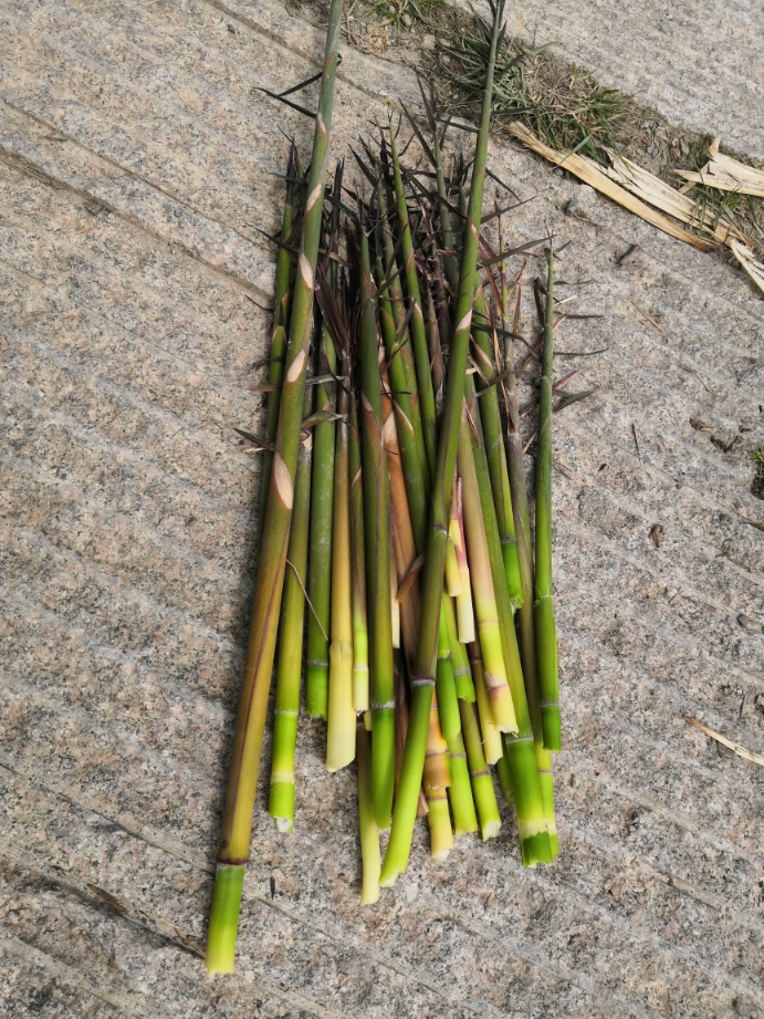 在山林中采摘野生小竹发笋