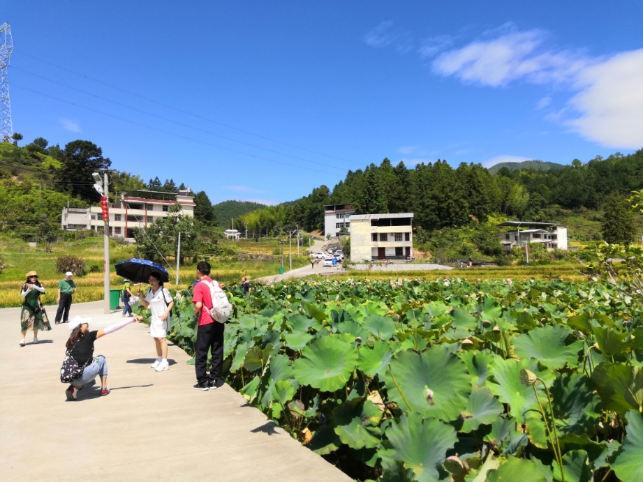 永泰大洋镇凤阳村池塘盛开的荷花