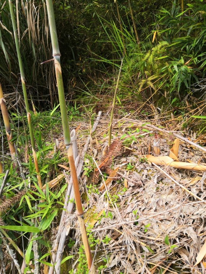 在山林中采摘野生小竹发笋