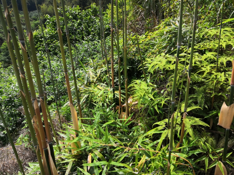 在山林中采摘野生小竹发笋