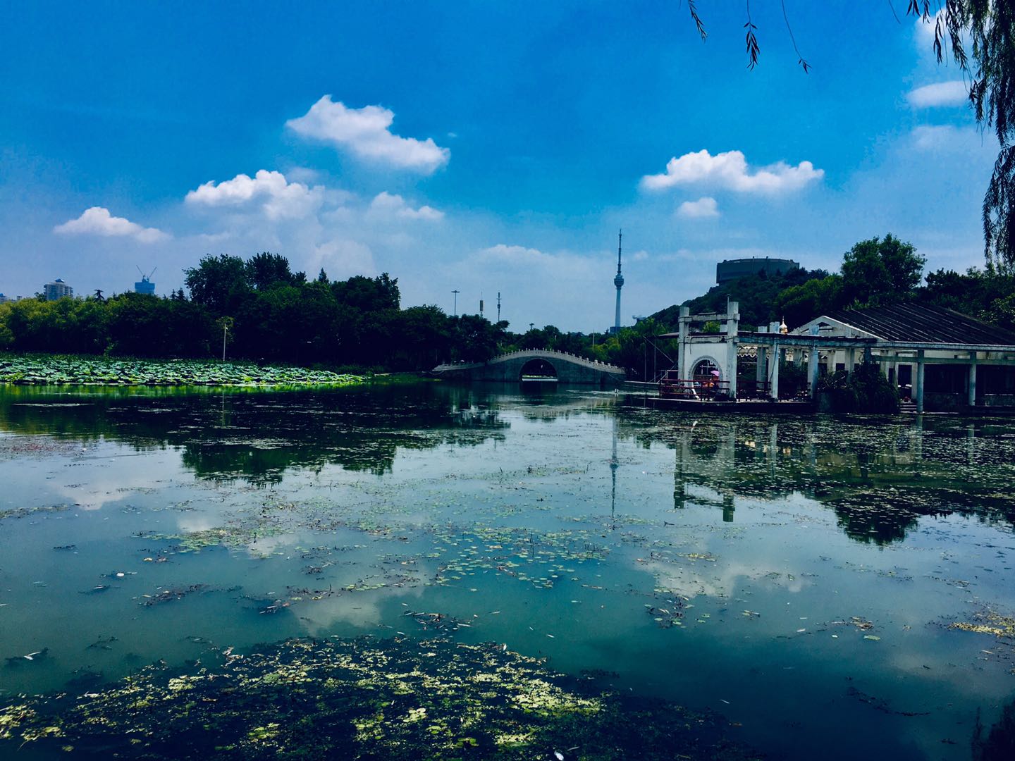 武漢月湖公園賞荷