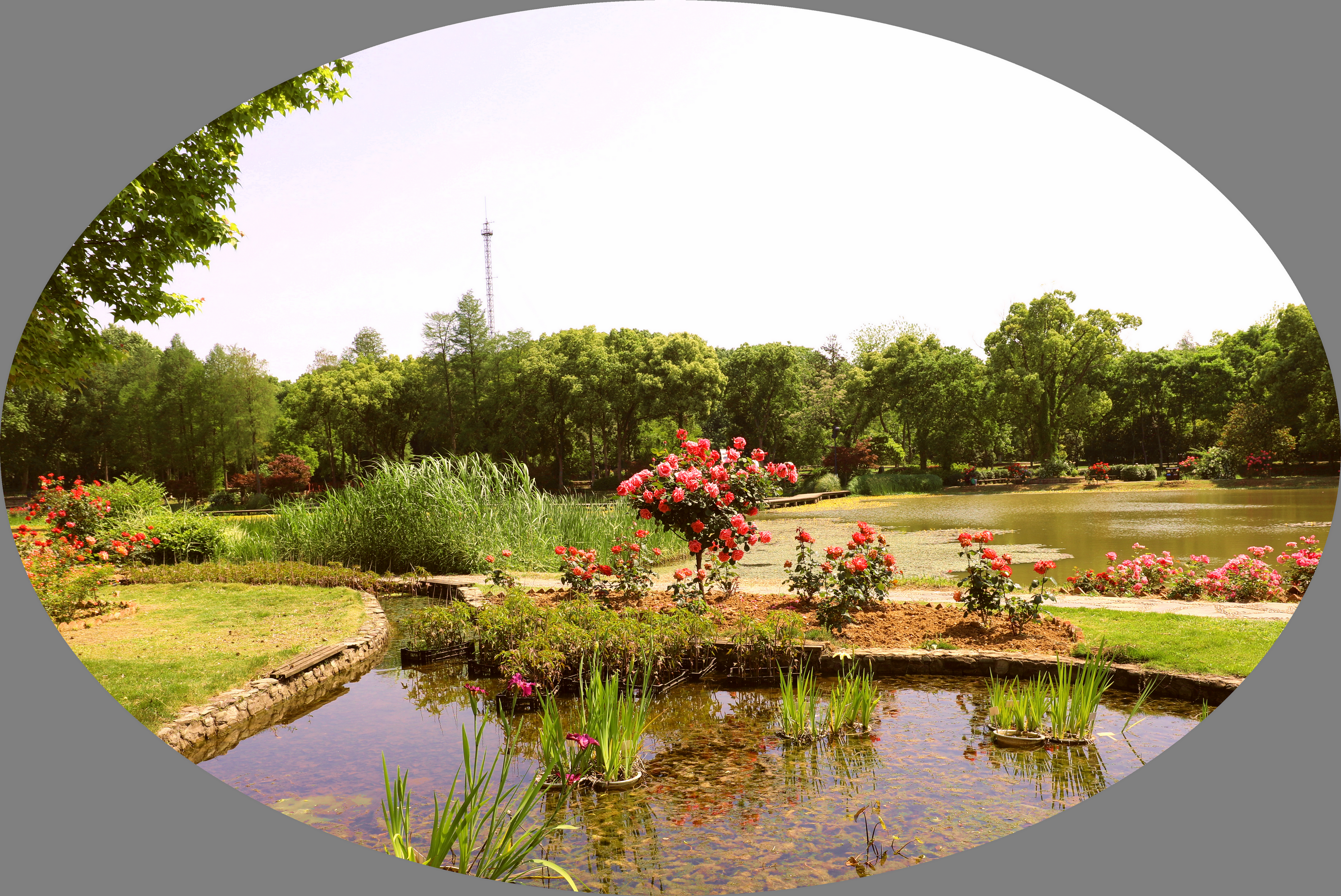 莫道花無十日紅月季無日不春風武漢植物園