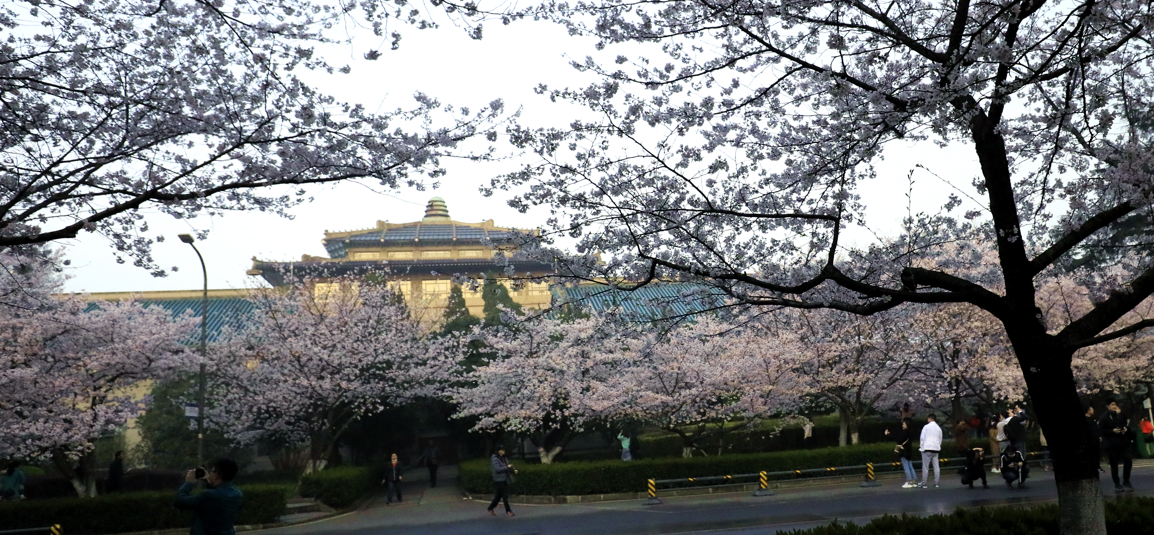 邂逅名校櫻花,閱盡美麗校園---武漢大學櫻花季