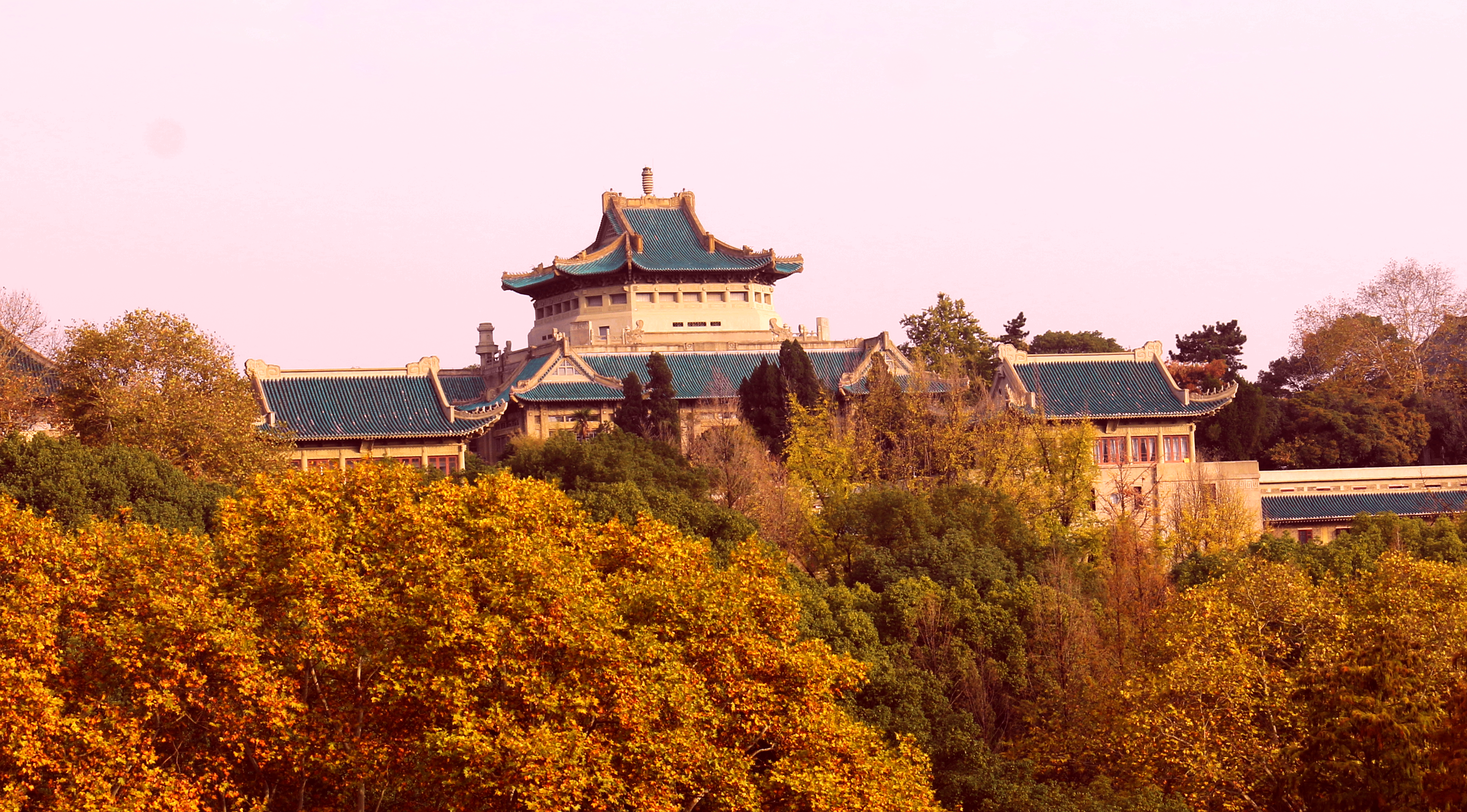 醉是銀杏葉金黃--國內最美的大學武漢大學秋景