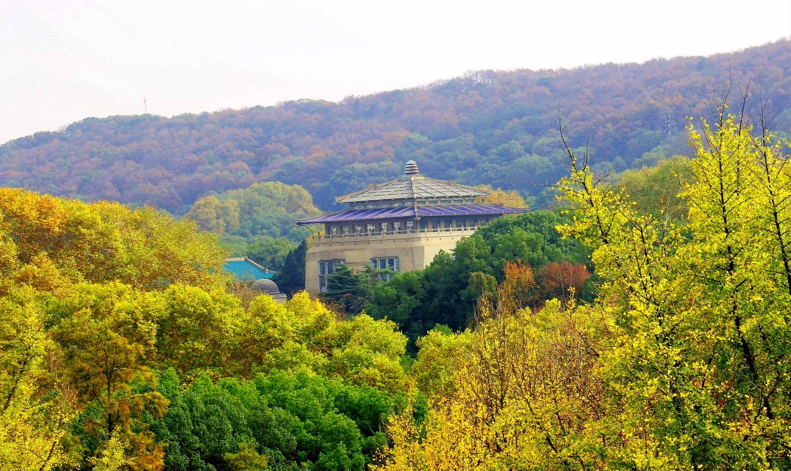 醉是银杏叶金黄--国内最美的大学武汉大学秋景
