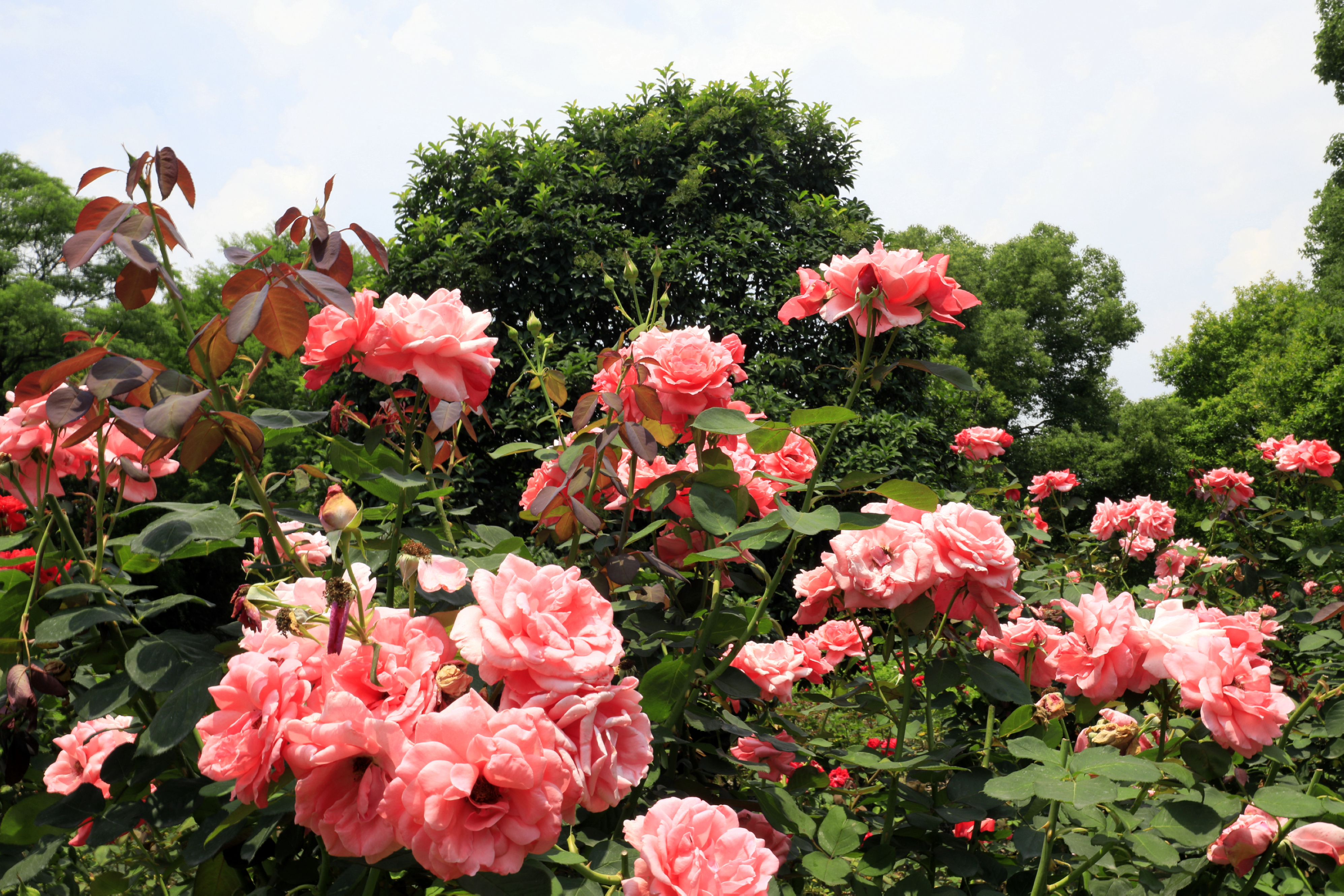 东湖落雁景区玫瑰园鲜花怒放