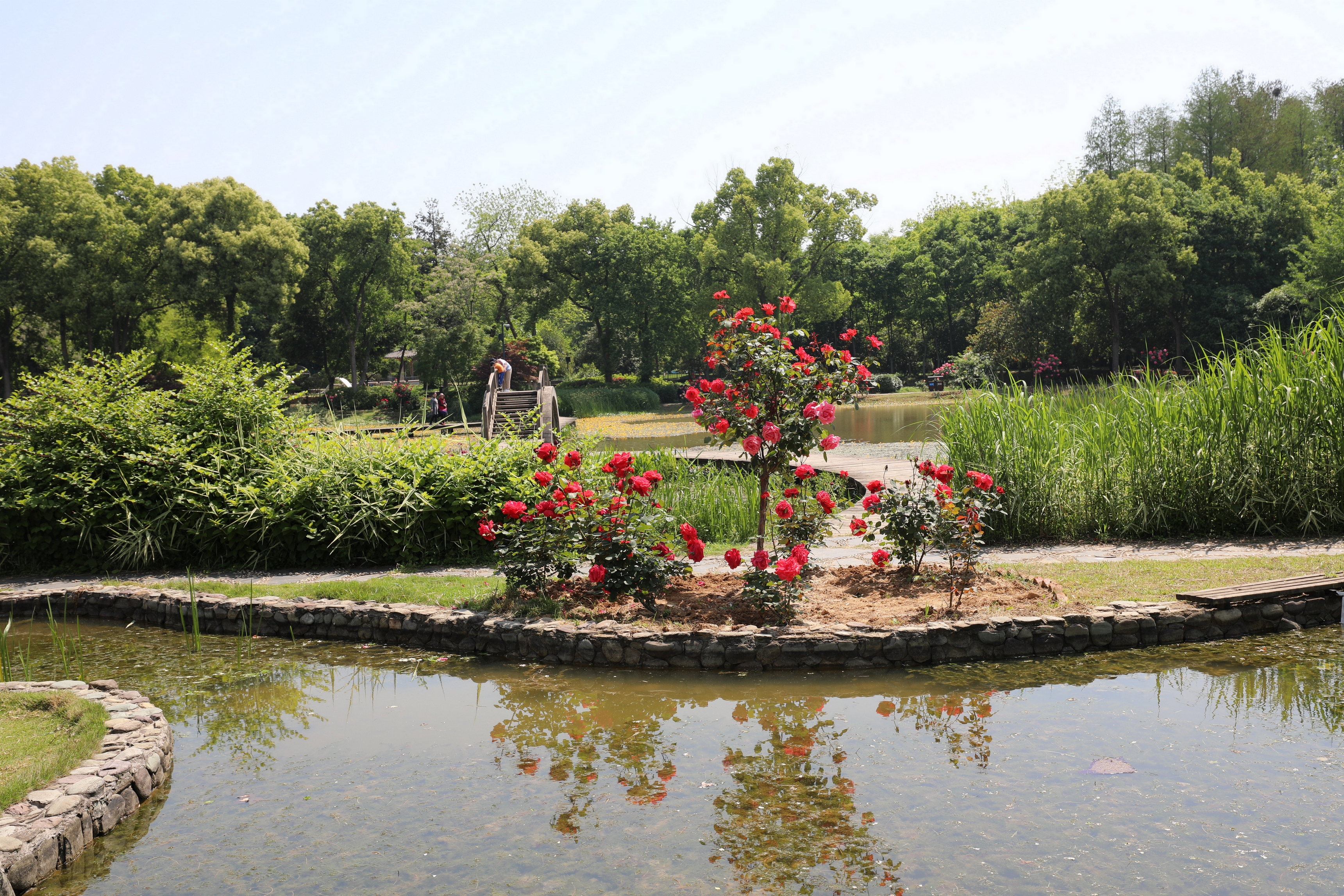 莫道花無十日紅月季無日不春風武漢植物園