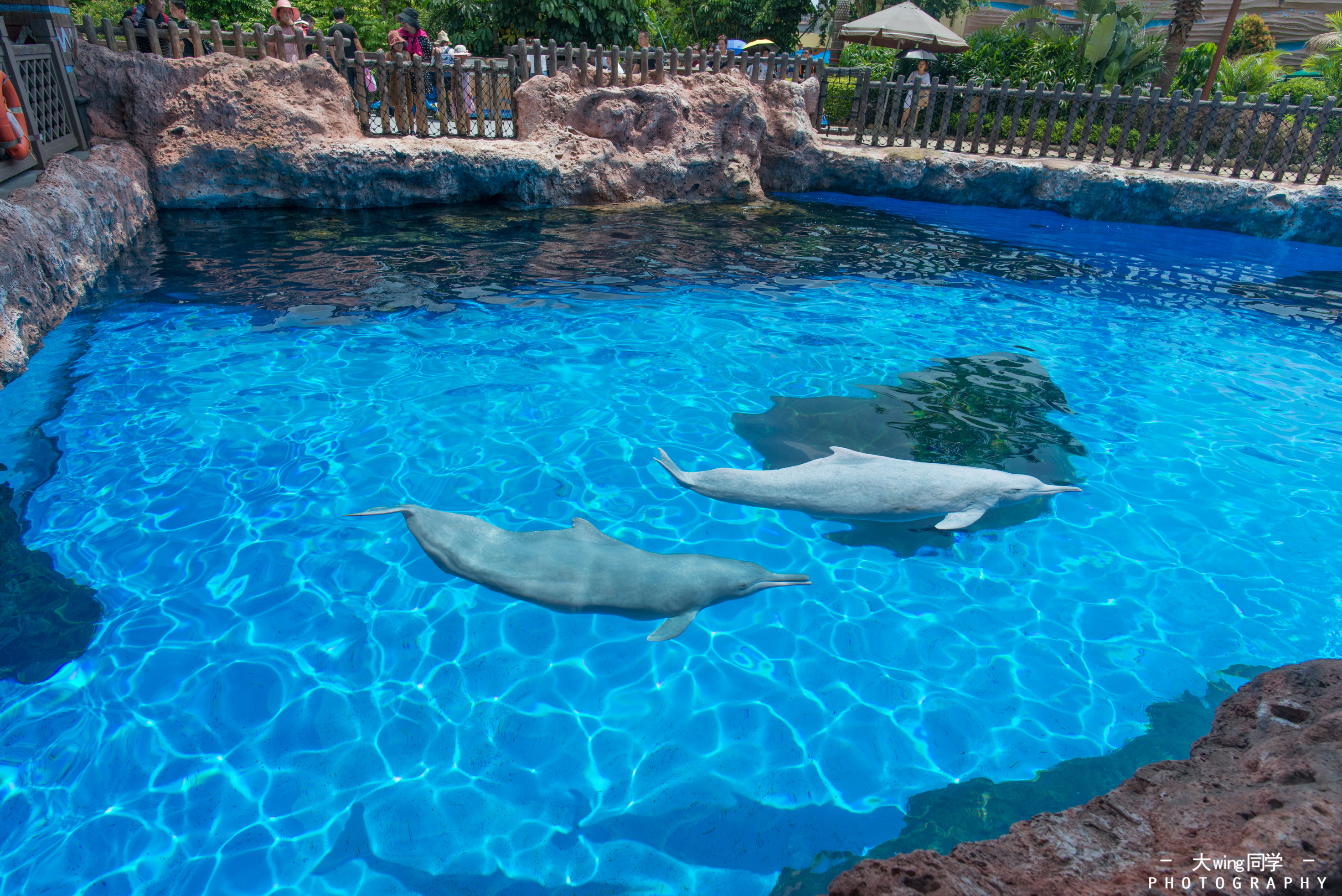 海豚湾绝对是整个海洋王国必打卡之地,因为