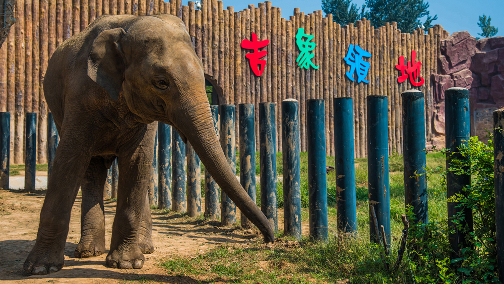 齐鲁大地精彩万千好看好玩夏游推荐济南泰安淄博潍坊