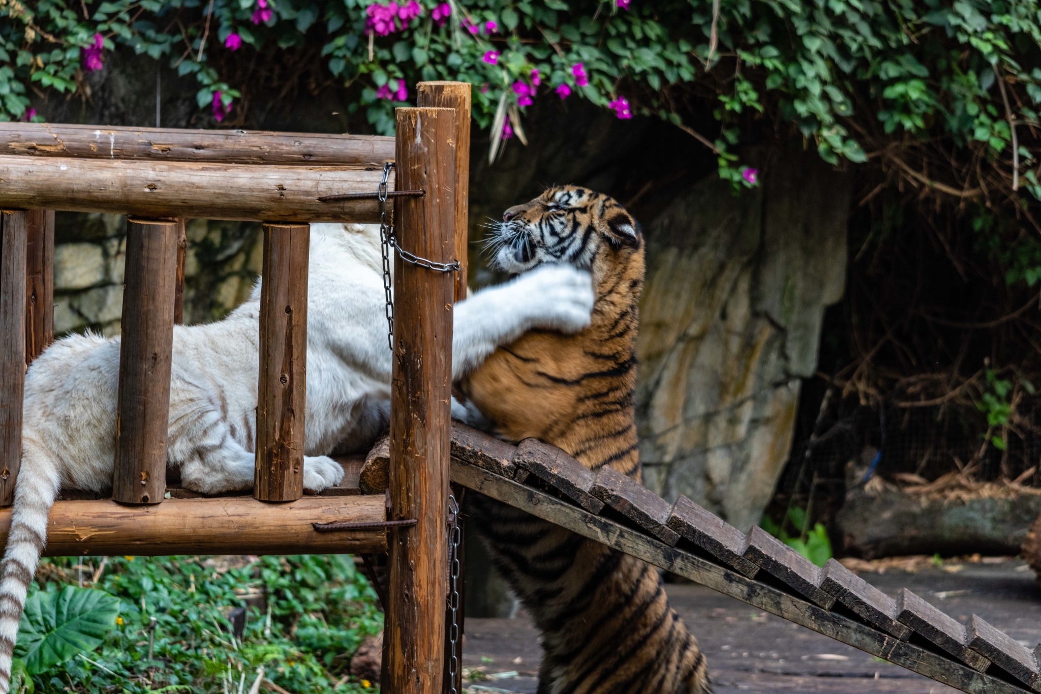 亲子游广州长隆野生动物世界,看精彩马戏,这样玩更轻松