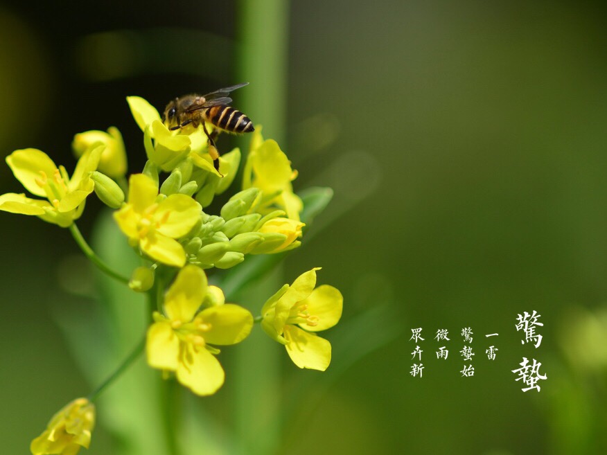 惊蛰节气草长莺飞万物复苏