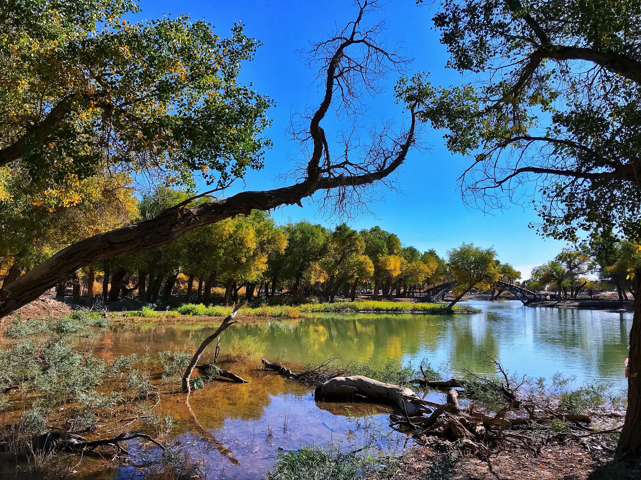 大漠胡杨林生为大漠死为大漠穿越千载只待春回大地