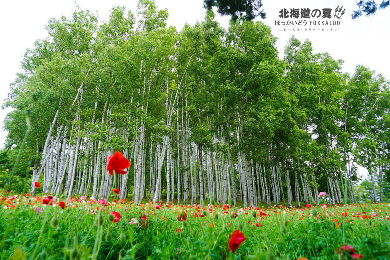 途牛首发 北海道十日谈 与薰衣草的夏日对话 夏日小众玩法 北海道游记 途牛 途牛首发 北海道十日谈 与薰衣草的夏日对话 夏日小众玩法 北海道游记 途牛