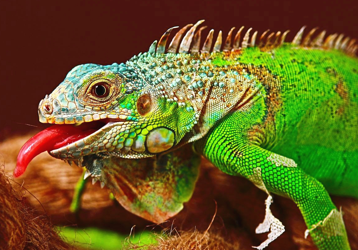 绿鬣蜥湾鳄动物科普馆采用仿真造景,将动物标本与活动动物有机融合