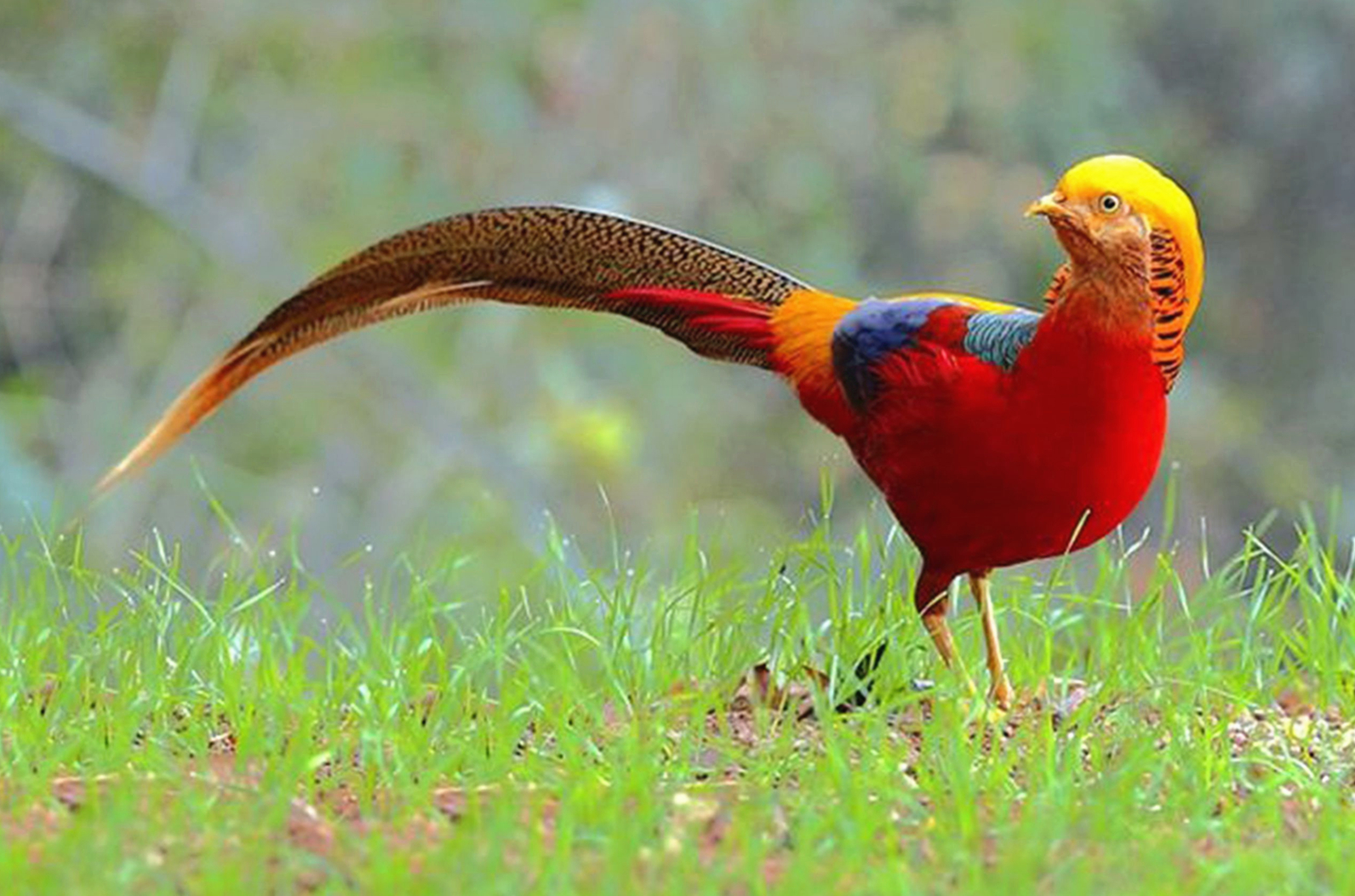 红腹锦鸡白冠长尾雉红绿金刚鹦鹉蓝黄金刚鹦鹉犀鸟馆放养着来自