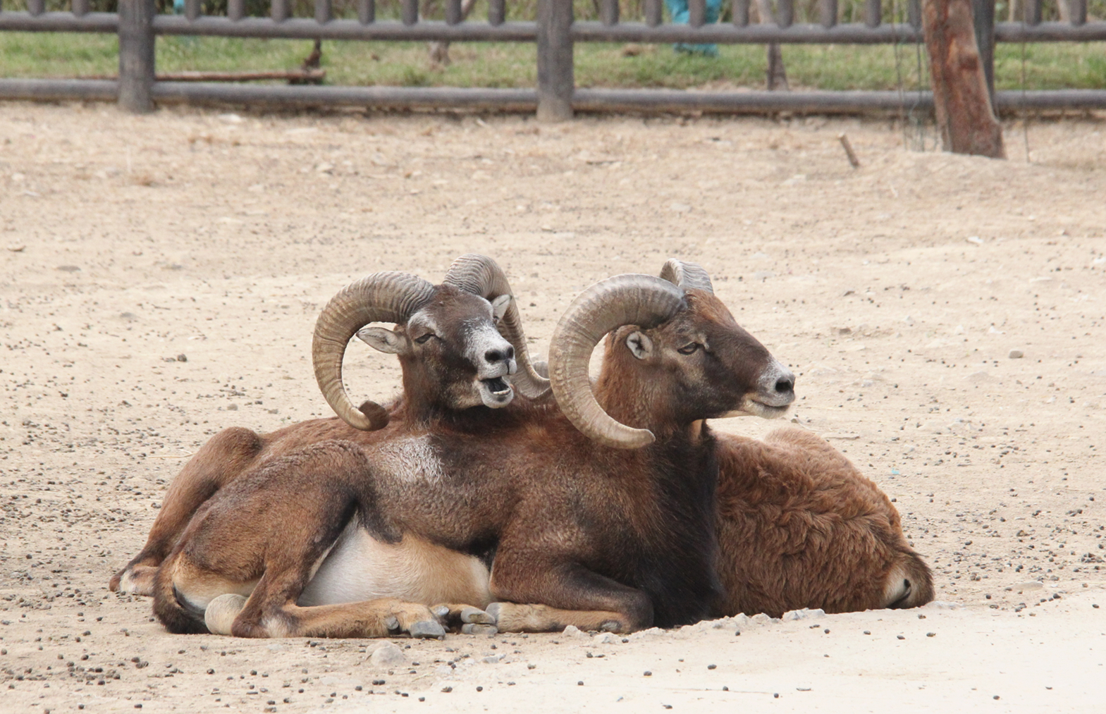 欧洲盘羊非洲大羚羊欧洲白黇鹿珍稀名兽馆这个馆内的动物都是珍品中的