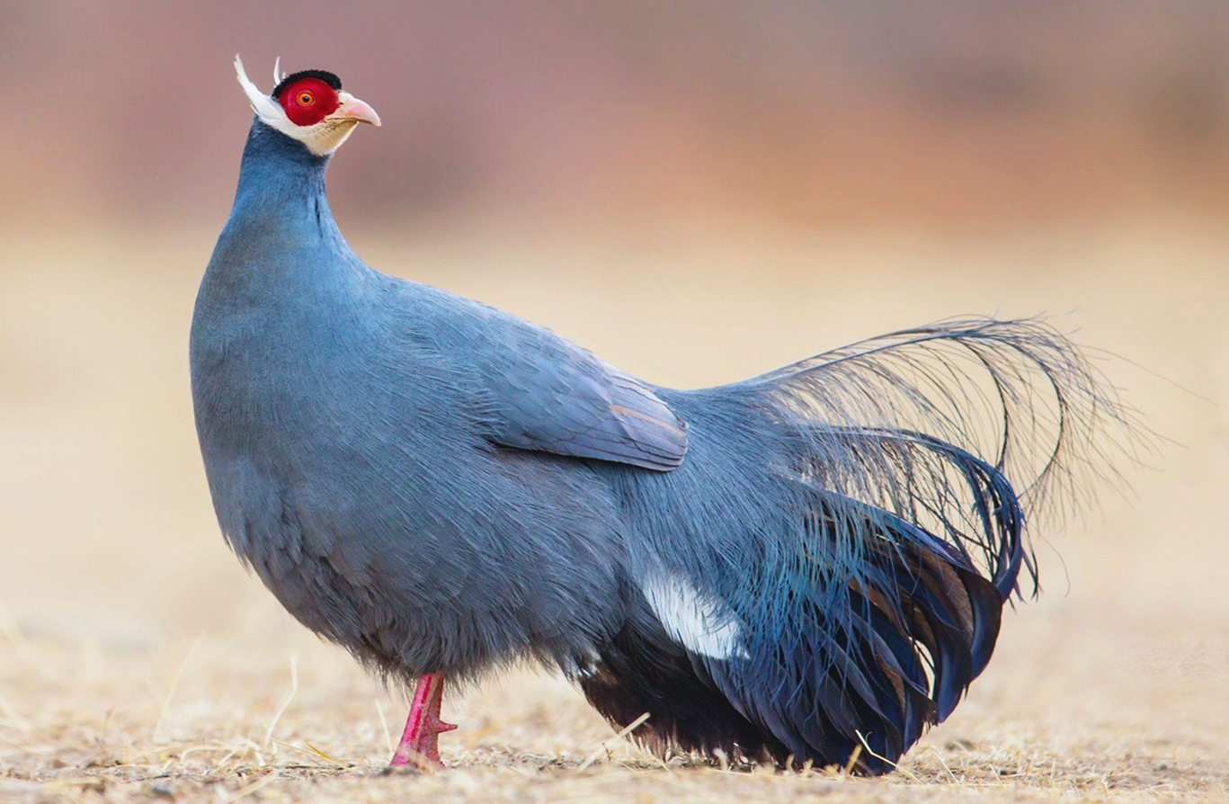 蓝马鸡非洲冠鹤白腹锦鸡红腹锦鸡白冠长尾雉红绿金刚鹦鹉蓝黄金刚鹦鹉