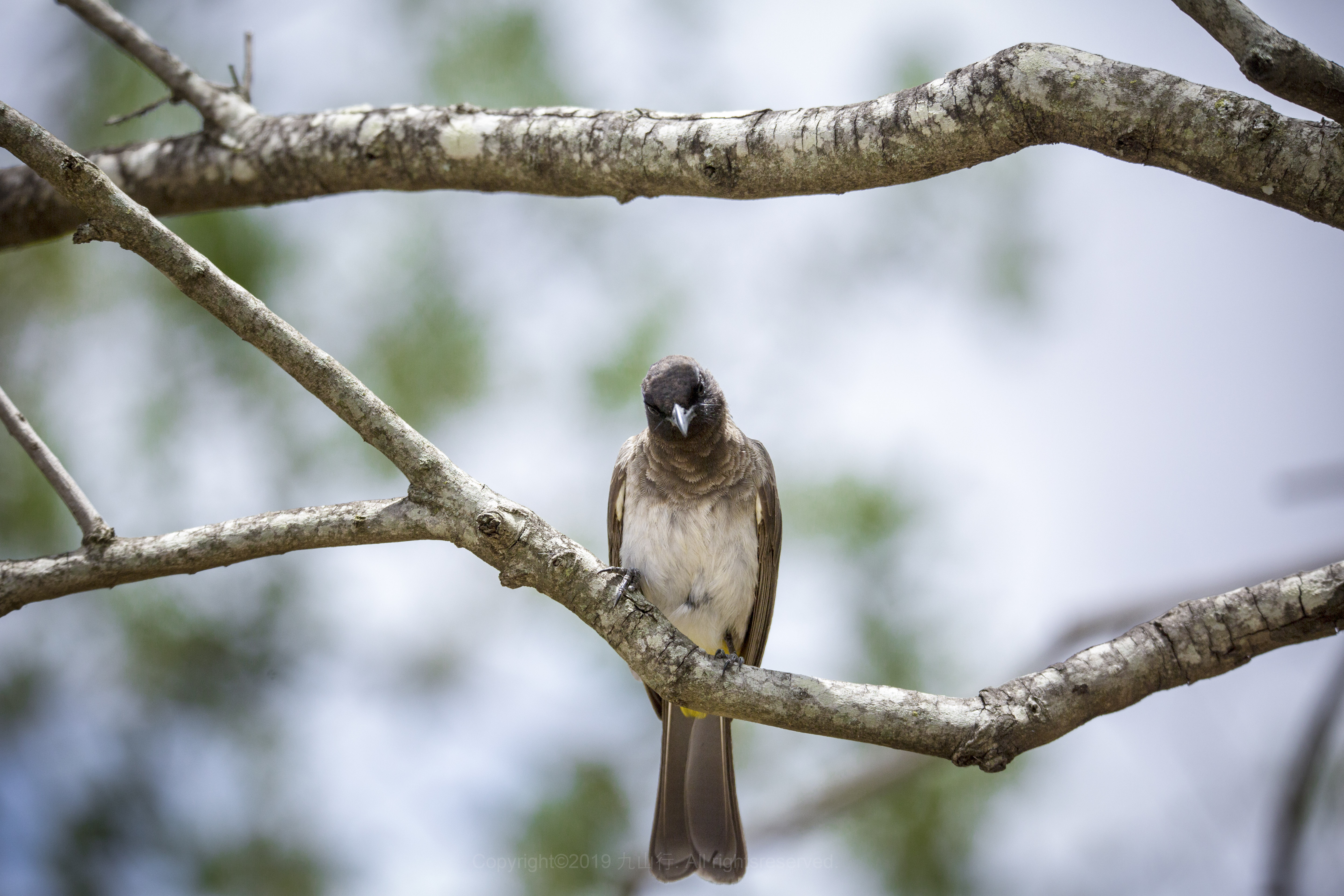 重返非洲翻越乞力马扎罗我在马拉河畔等你