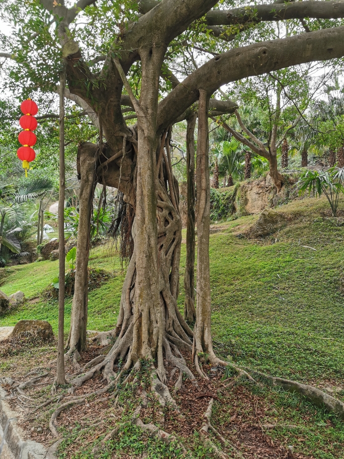 廈門的榕樹落地生根,再自我生長,頑強的生命力