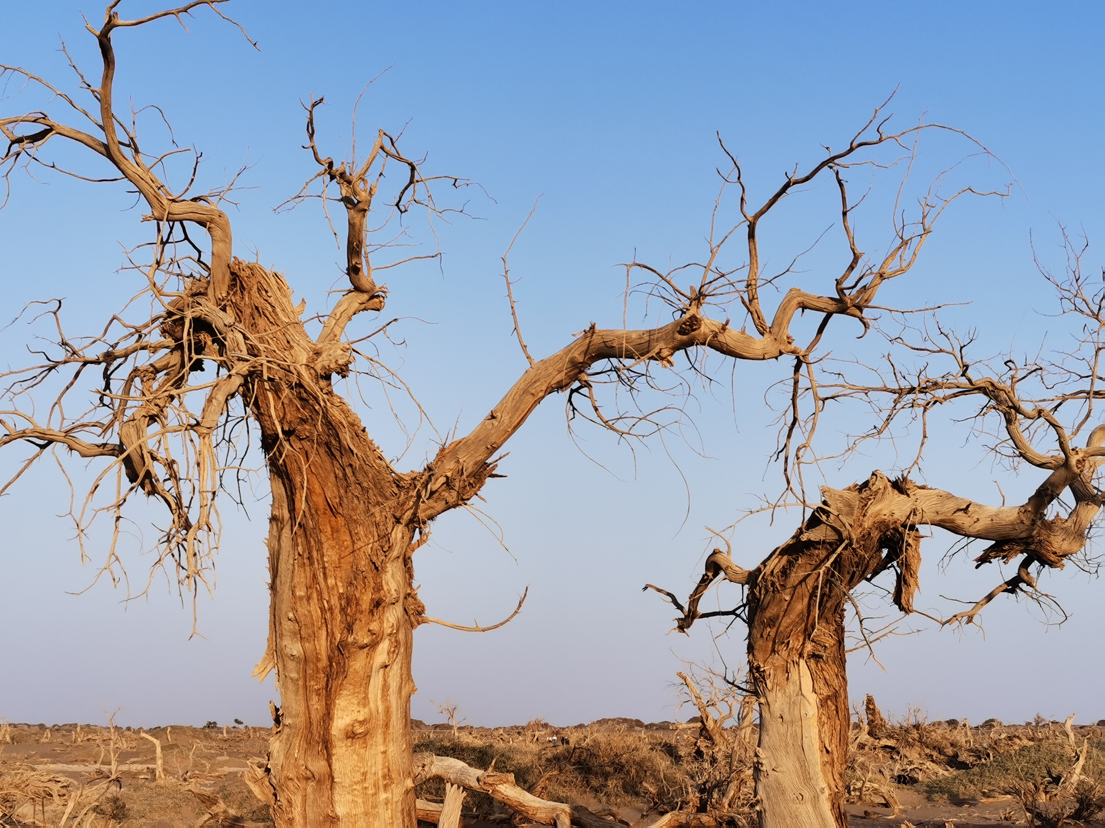 的枯树各种不同的姿态到了这片沙地,你可以看到死后千年不倒的胡杨,这