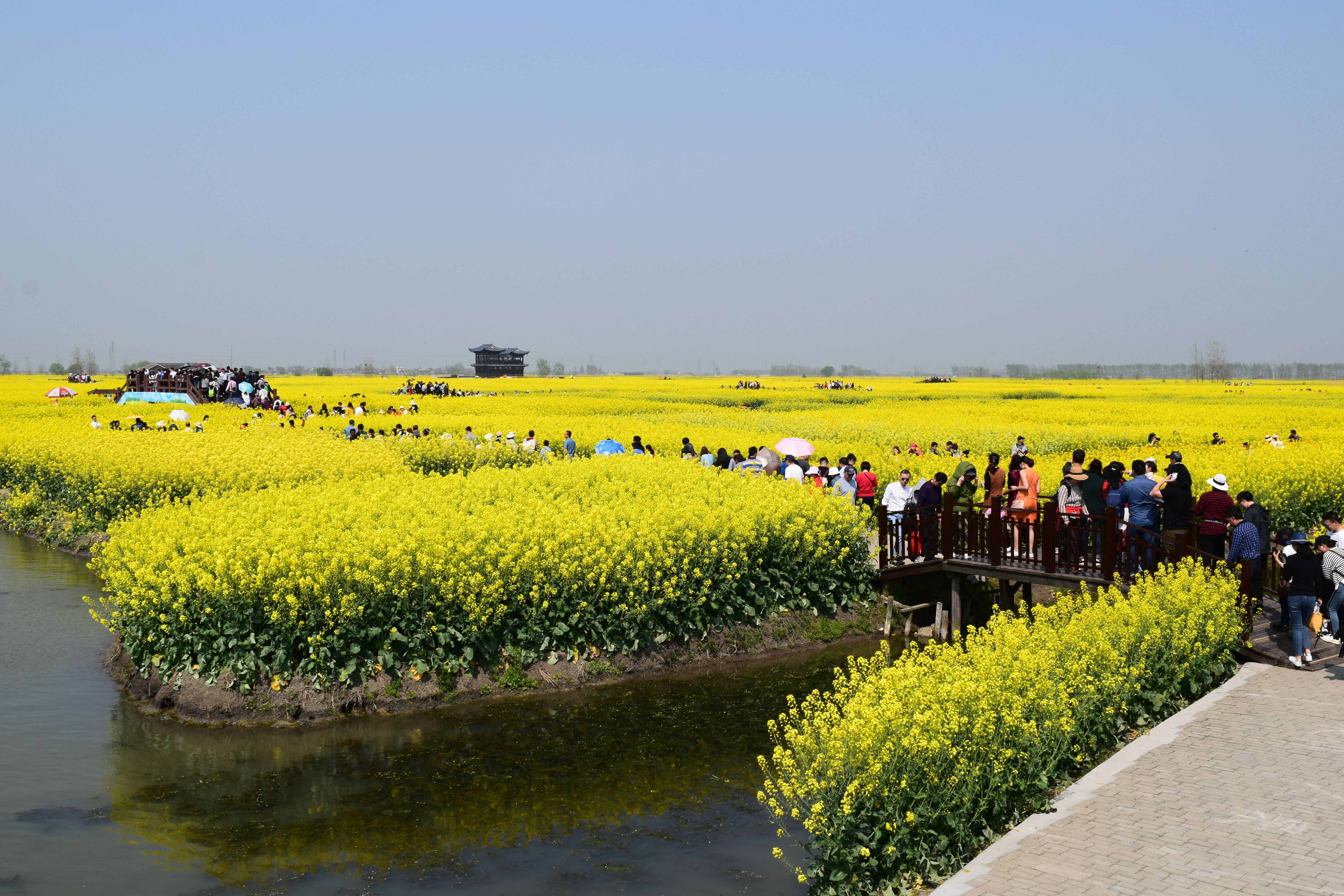 興化千垛菜花風景區旅圖_途牛