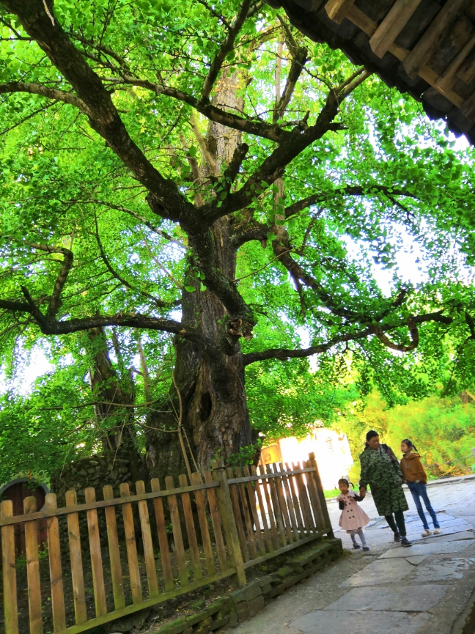 古树地处中汪街,背倚民居,面朝水塘,至今已有1387年历史,树高21.